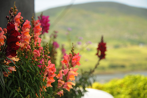Iveragh Heights, Cahersiveen. County Kerry | Garden Flowers