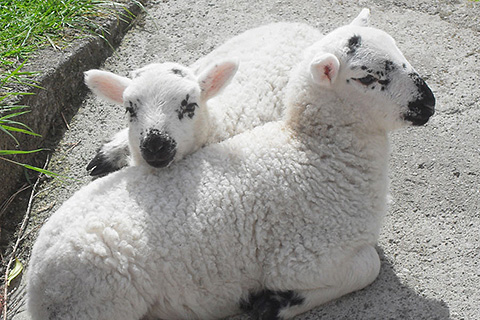 Southern Sun, Cahersiveen. County Kerry | Pet Lambs