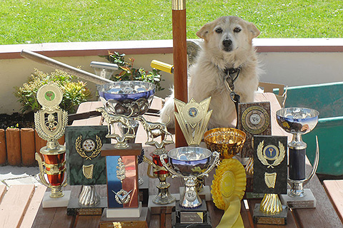 Southern Sun, Cahersiveen. County Kerry | Prize winning Sheep Dog