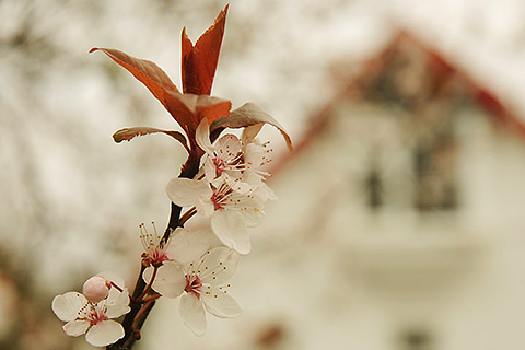 An Bruachan, Kenmare. County Kerry | Cherry Blossom