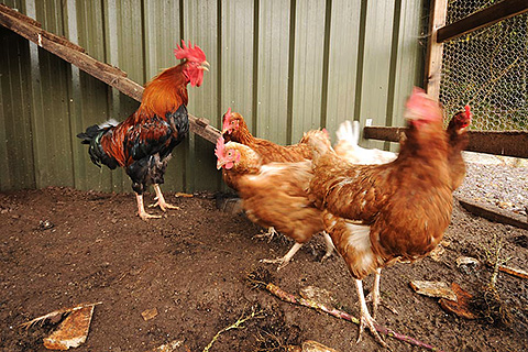 Sneem River Lodge, Sneem. County Kerry | Chickens